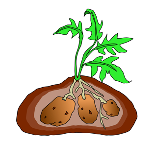 Potato Plant Clip Art Images & Pictures - Becuo