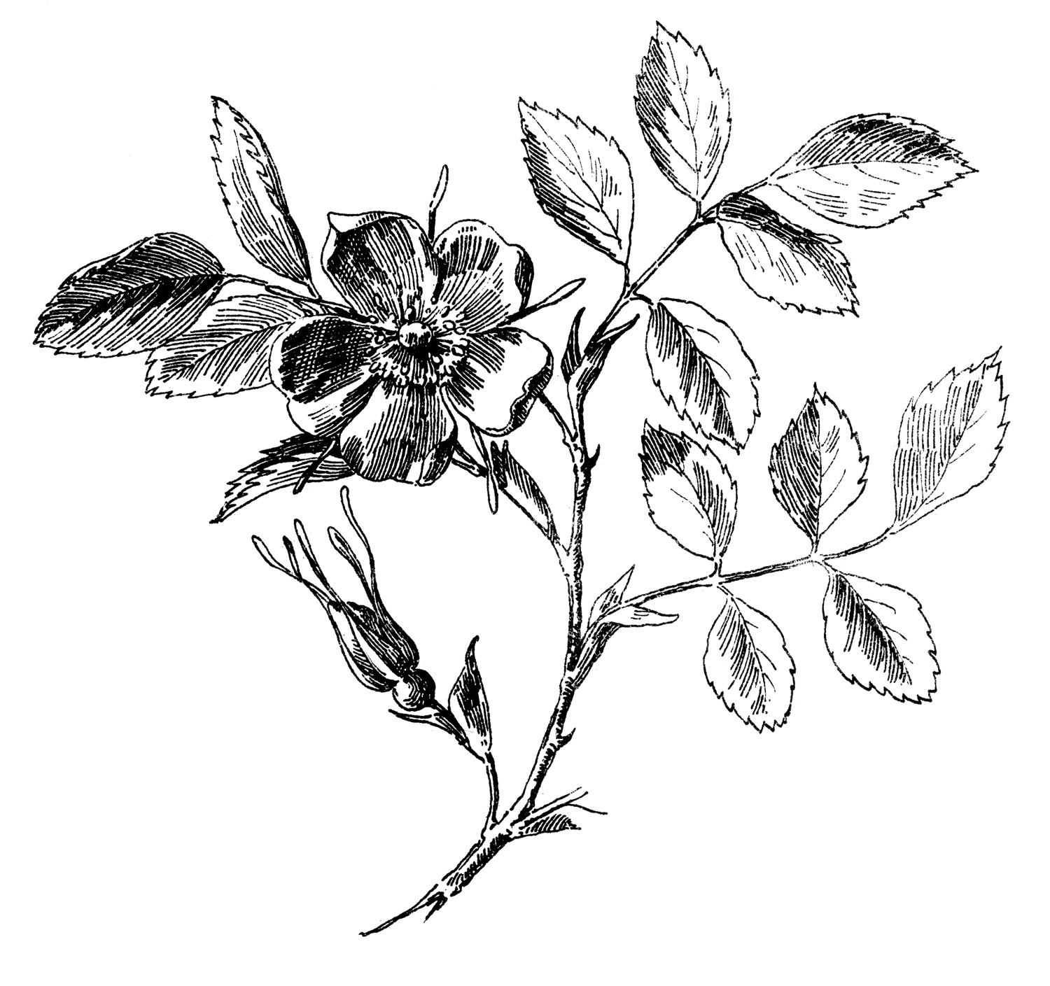 Antique Graphic - Wild Rose Engraving - The Graphics Fairy