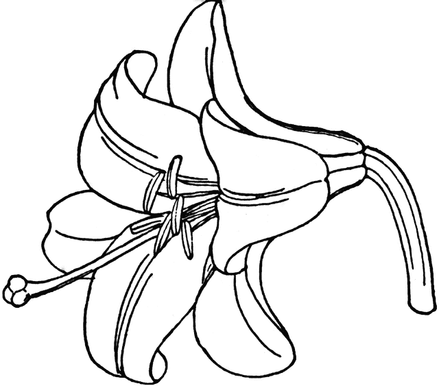 Madonna Lily | ClipArt ETC