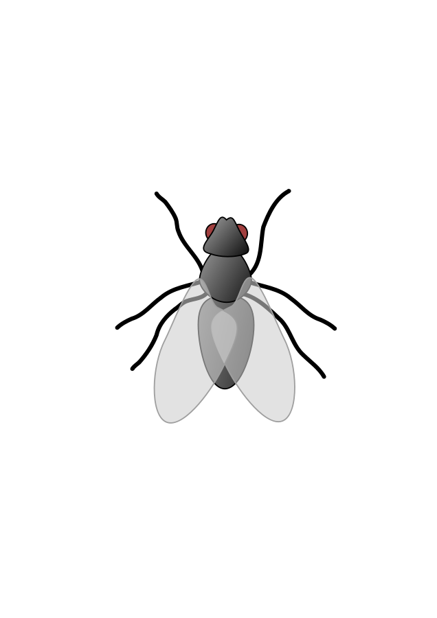 fly insect clipart - photo #24