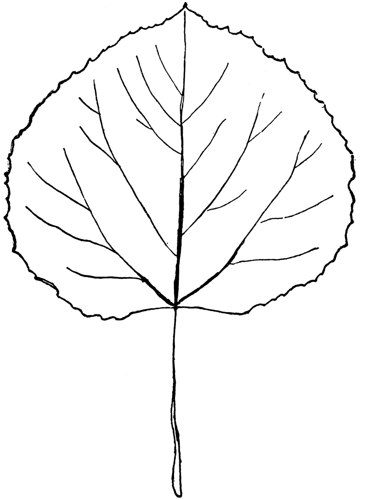 clipart leaf outline - photo #38