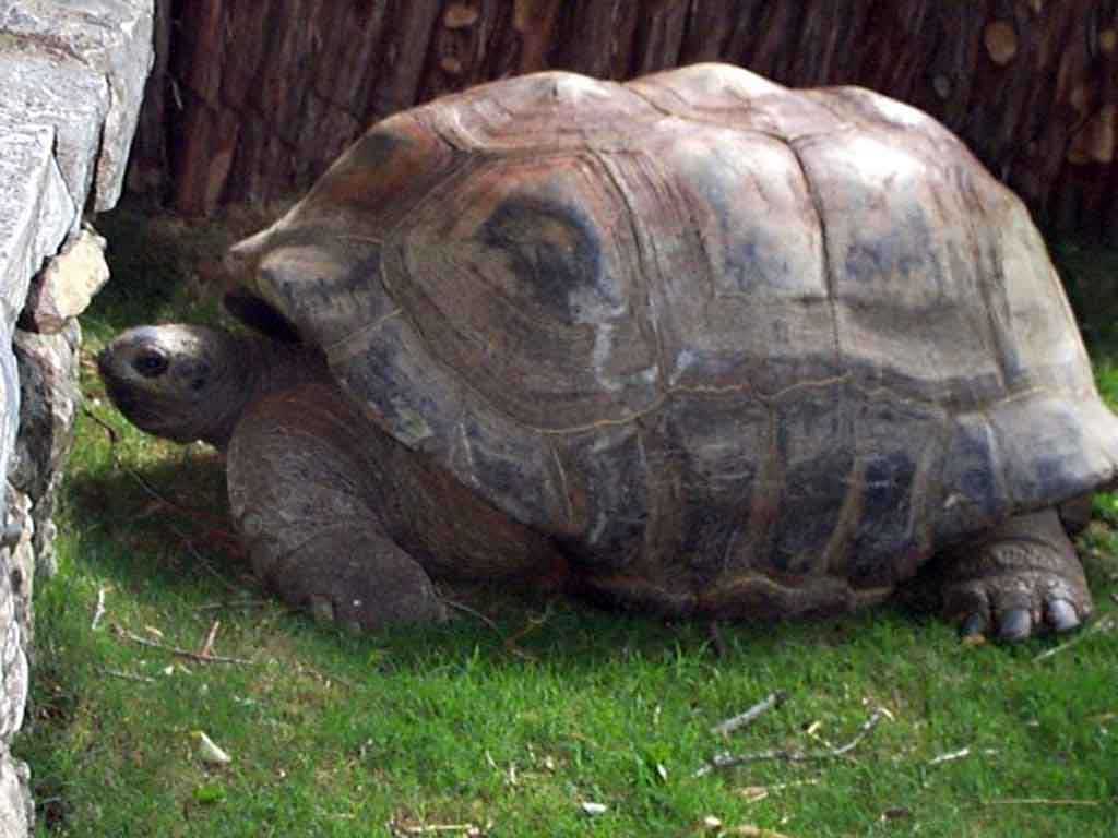 Zoo Animals :: Dickerson Park Zoo