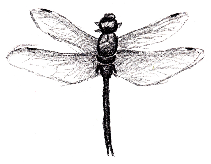 Experimenting with Photoshop – Dragonfly | Survival of the Artist