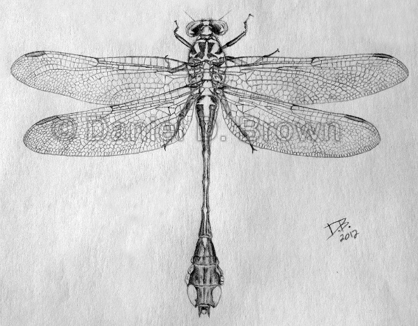 Realistic Dragonfly Drawing | DrawingSomeone.com