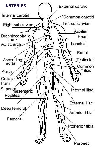 The Heart and the Circulatory System