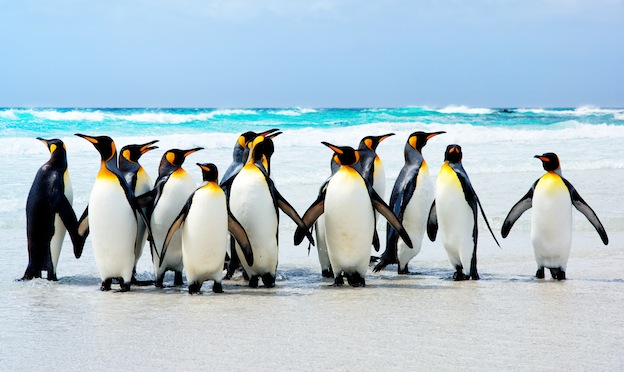 Penguin Habitat - Penguin Facts and Information