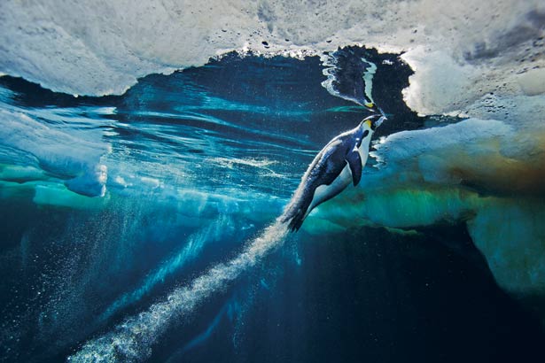 Emperor Penguins: Escape Velocity - Pictures, More From National ...