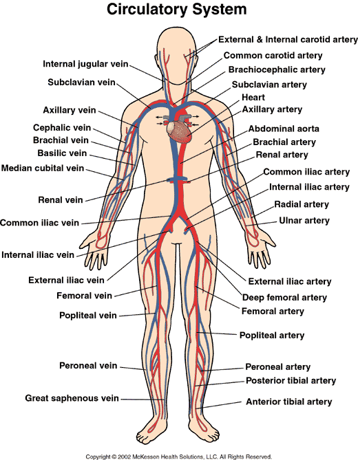 Science Health Issue Blog (Respiratory and Circulatory System ...