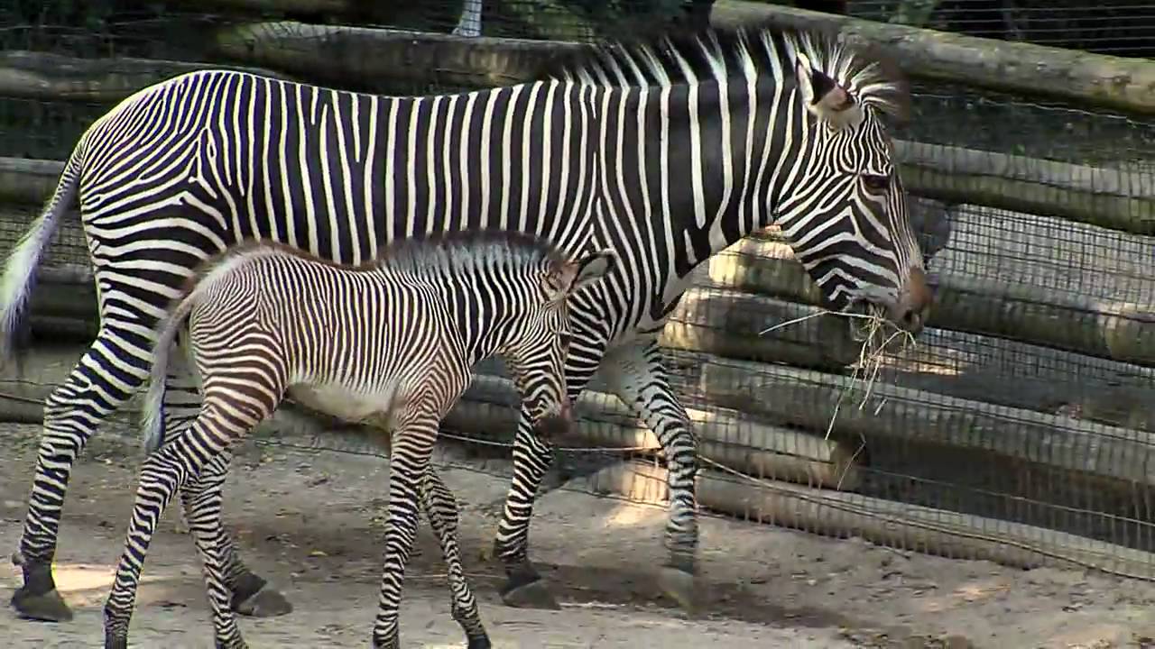 Cute Baby Zebra Colt-Cincinnati Zoo - YouTube