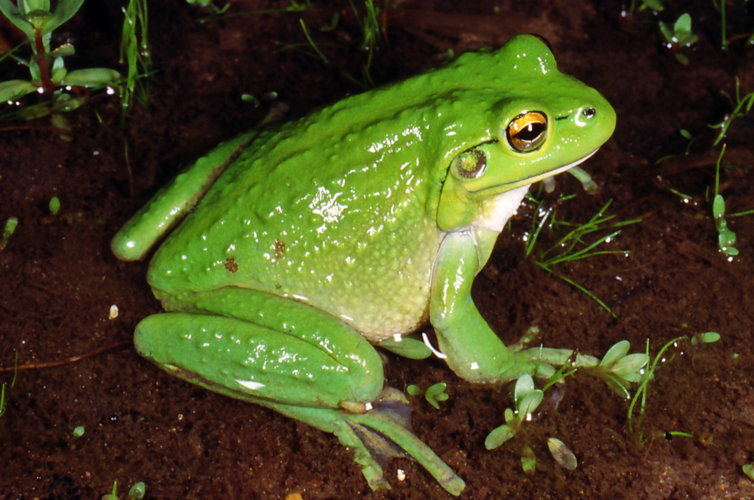 Frog - KimberlyP ELPS 301 Portfolio