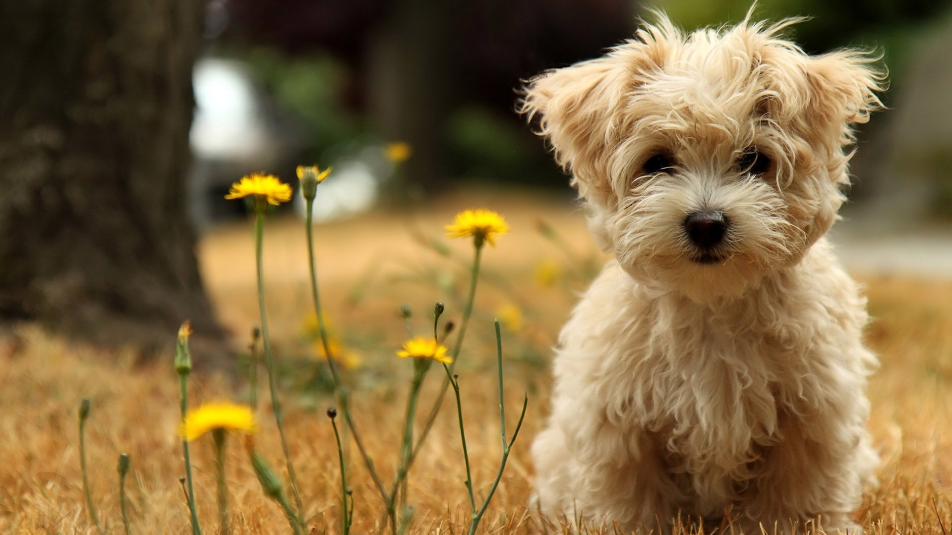 dog-wallpaper-12.jpg