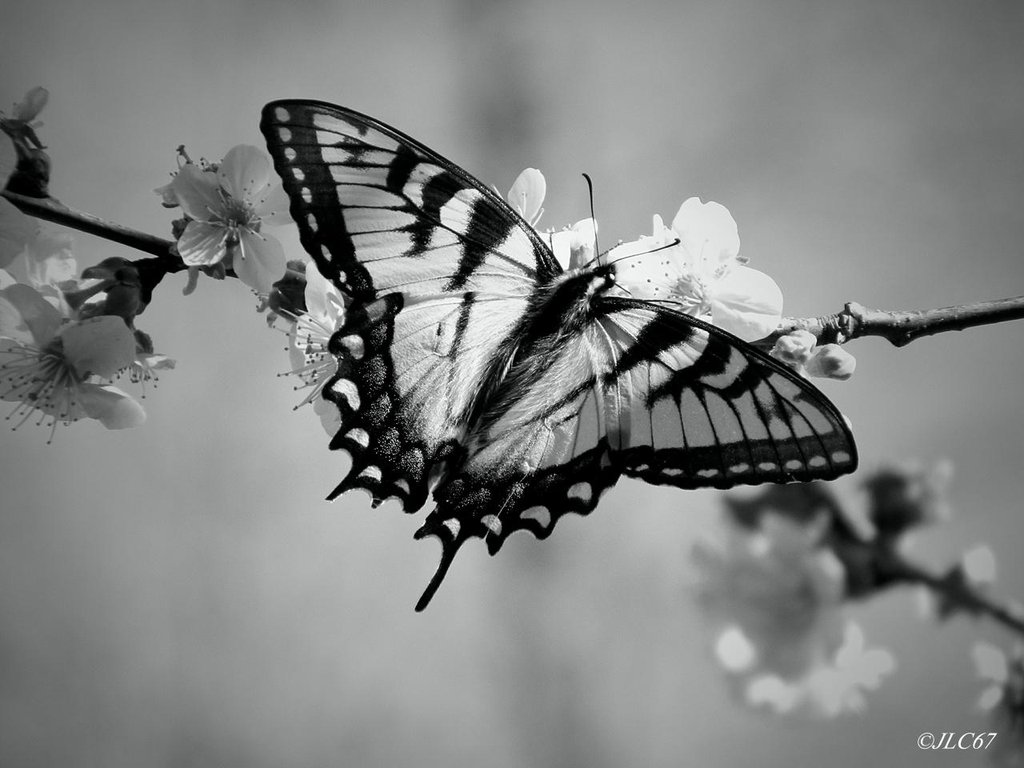 Black and White Butterfly by 305Guy on DeviantArt