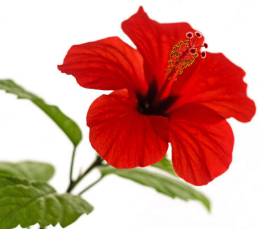 Fun Flower Facts: Hibiscus | Grower Direct Fresh Cut Flowers Presents…
