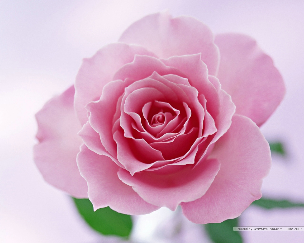 Pink flower Wallpapers - HD Wallpapers 15786