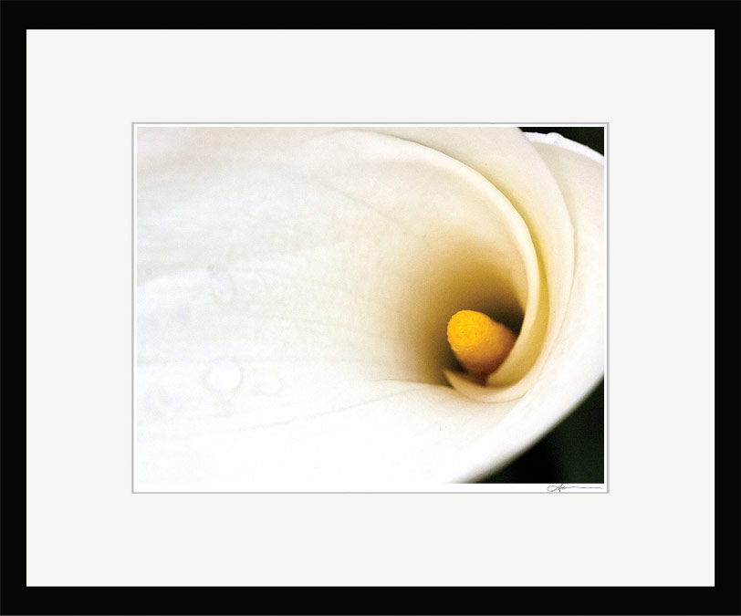 SUNOGRAPHY | Macro Flower Photography » Calla Lily