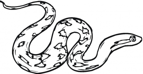 Rattlesnake Drawings - ClipArt Best