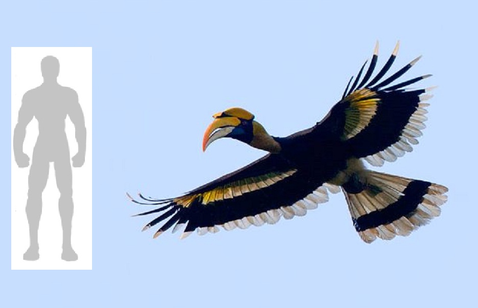 Frontiers of Zoology: Doing the Scales Again