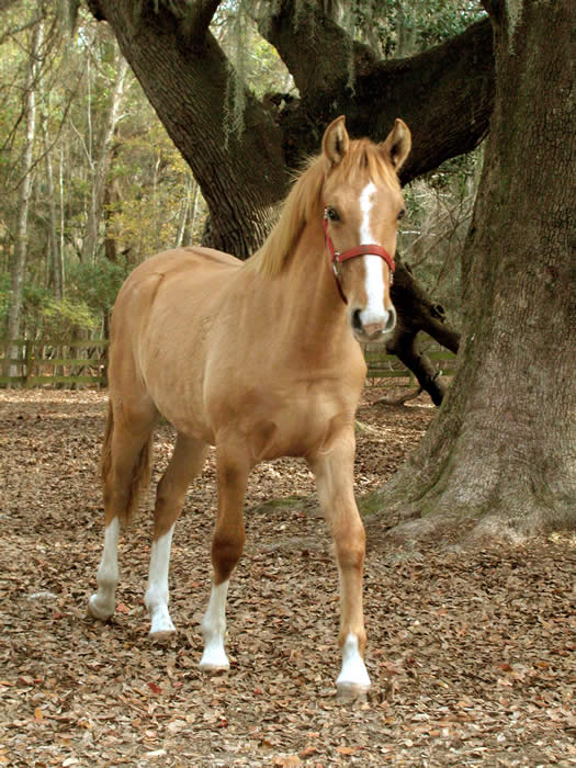 Zoo Animals at Brookgreen Gardens | Myrtle Beach Animal Attraction
