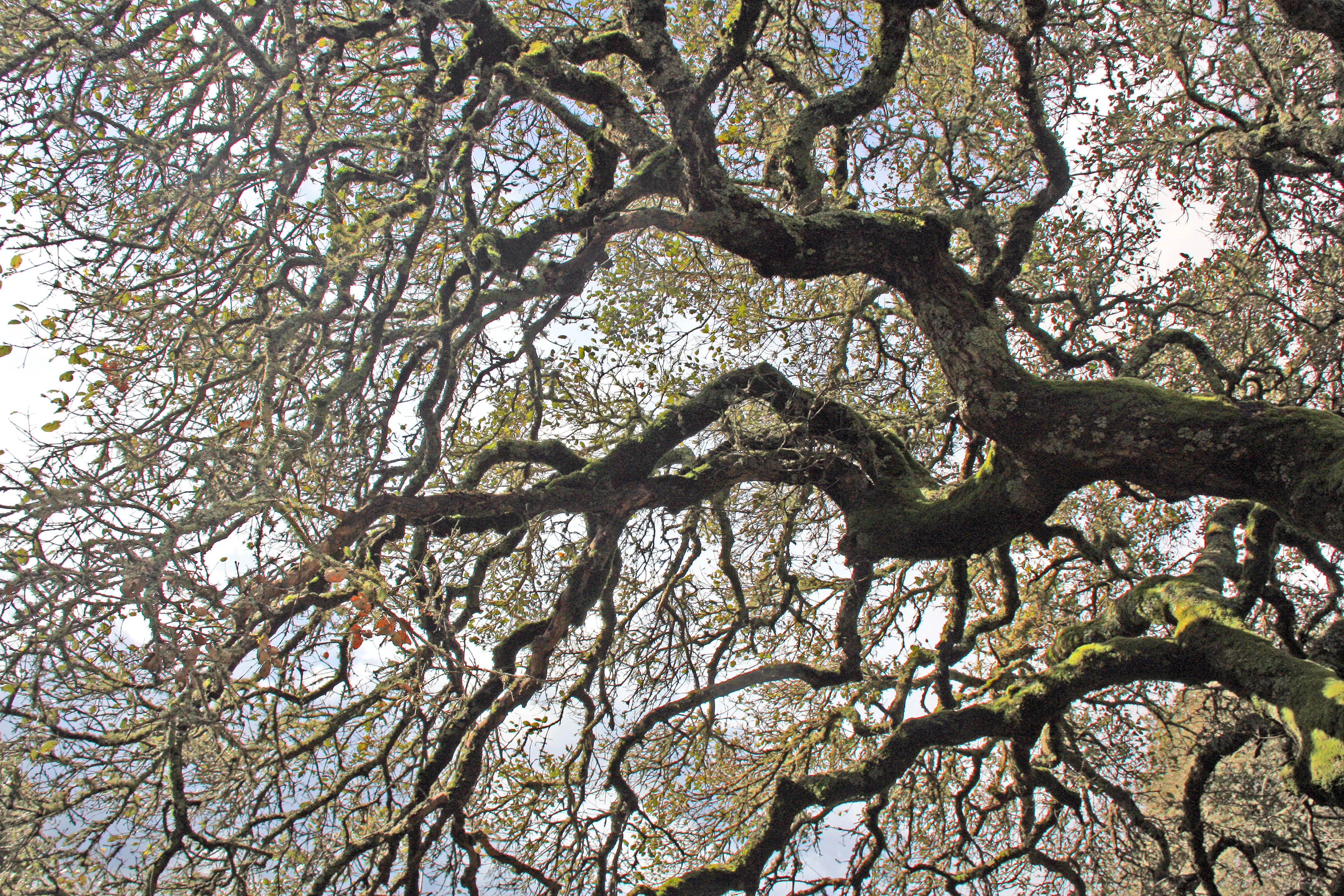 Live oak branches : Photos, Diagrams & Topos : SummitPost
