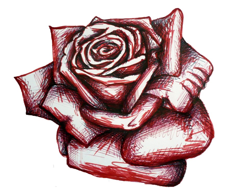 Rose Drawing by Psycho-Bunny82 on DeviantArt