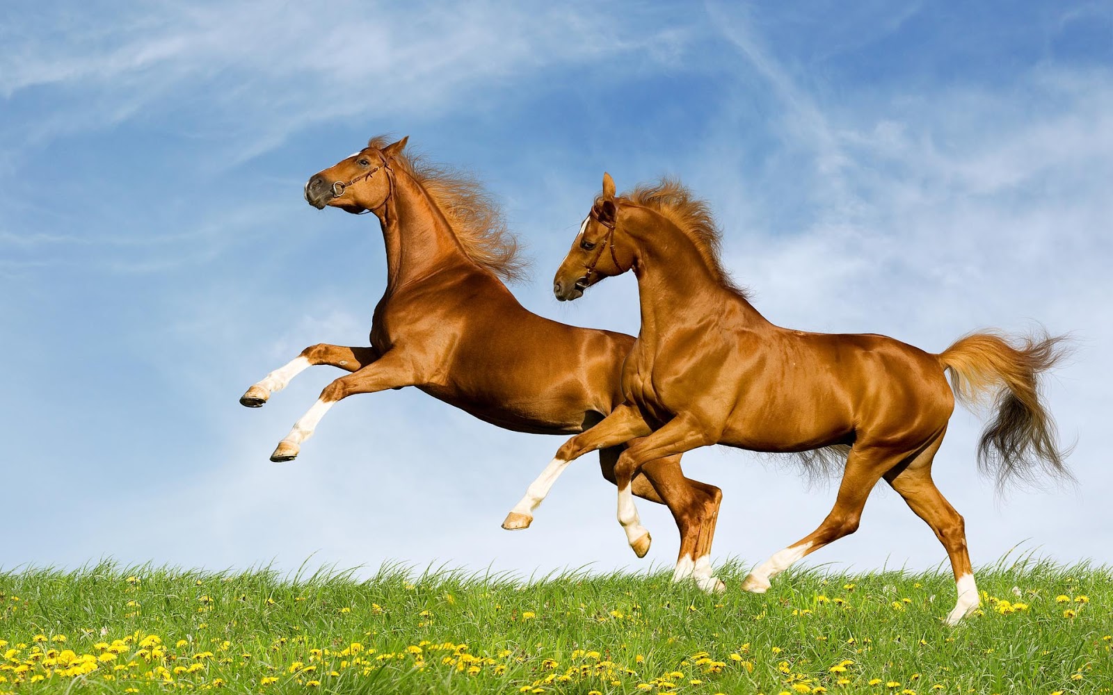 Running Horse HD Wallpaper Download | High Quality Wallpaper ...