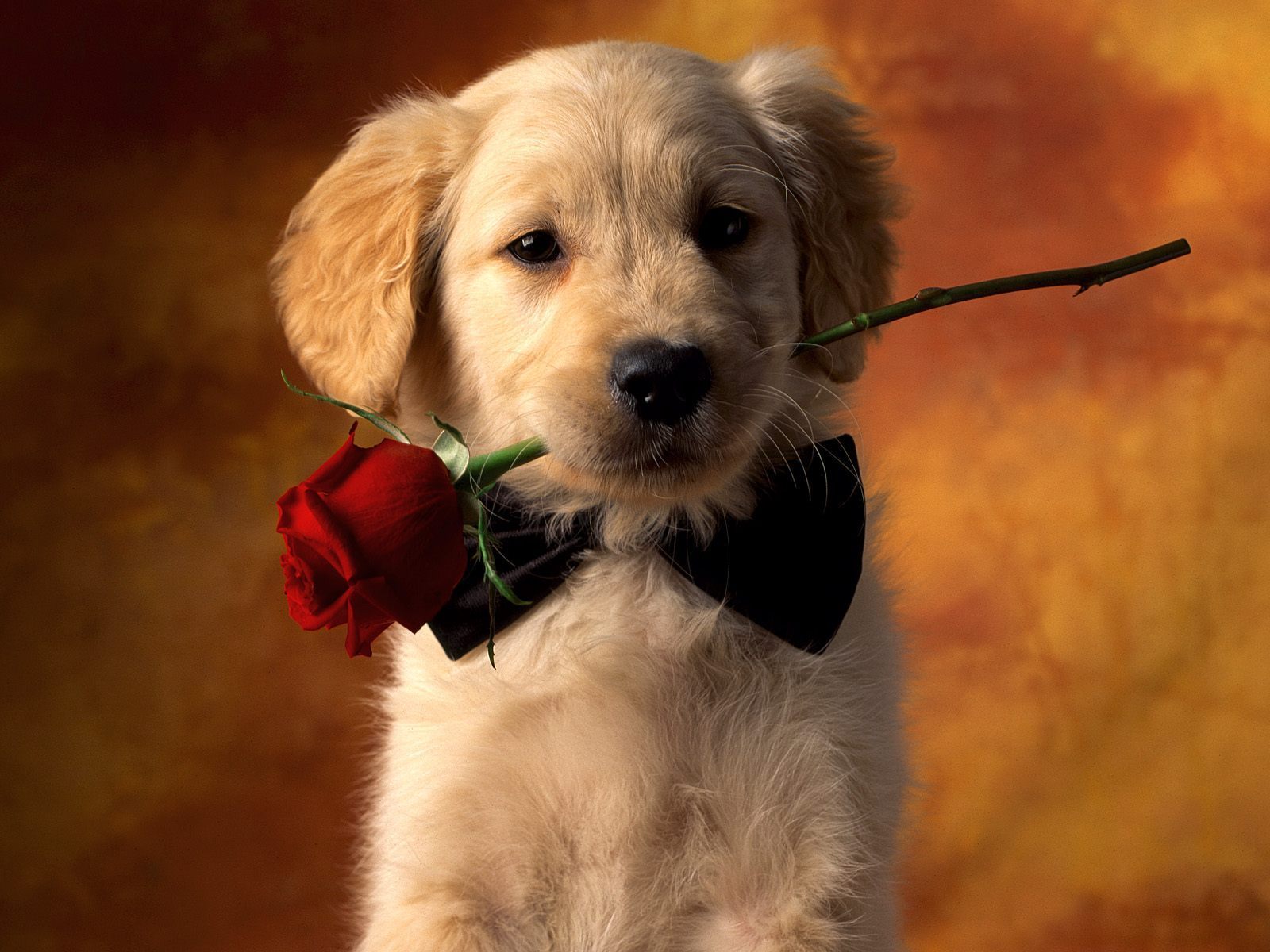 ShangralaFamilyFun.com - Shangrala's Super Puppies!