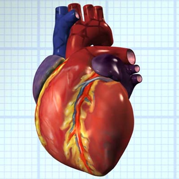 human heart 3D Models | TurboSquid.com