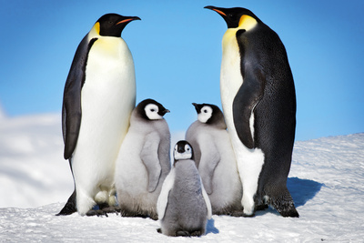 Penguins | Still Learning Something New
