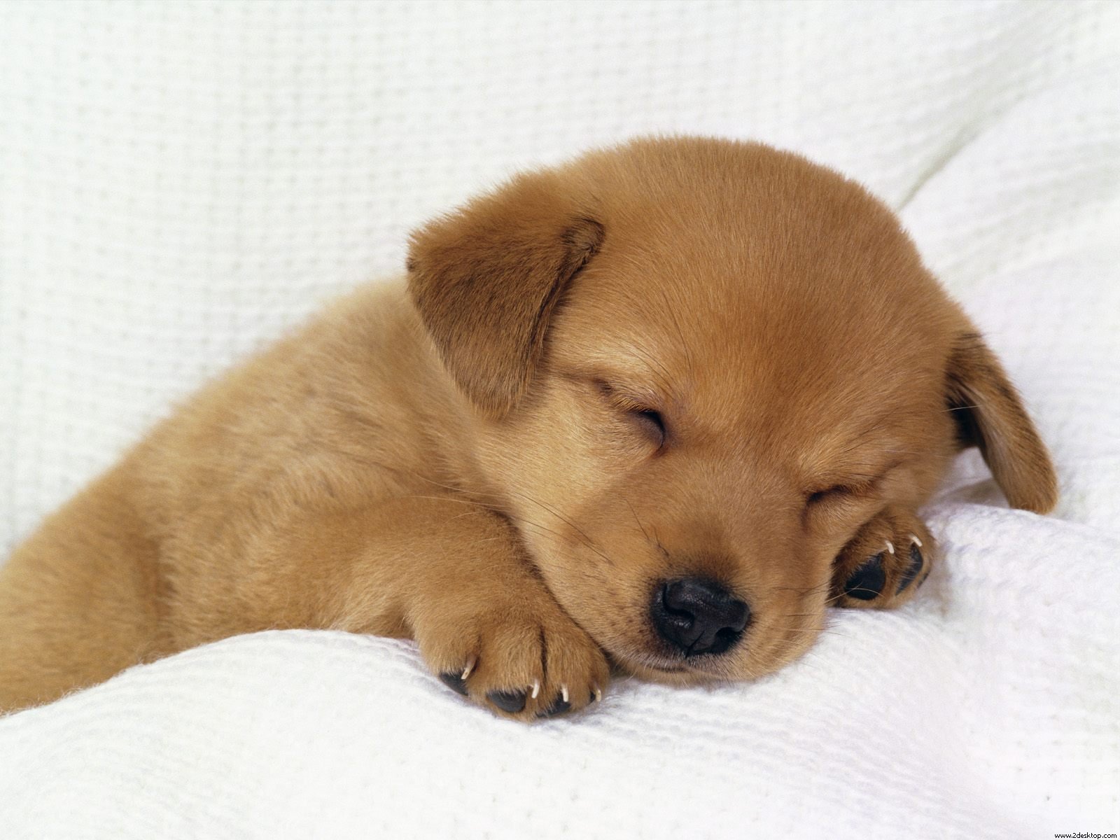 Ask The Vet - Preventing Puppies From Parvo - Animal Fair | Wendy ...
