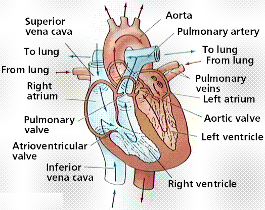 CIRCULATORY SYSTEMS