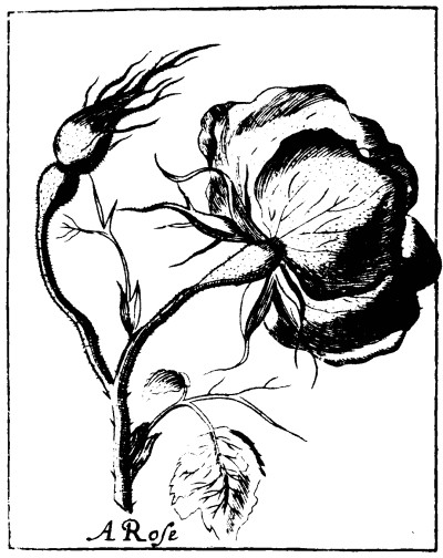 Rose Drawings In Black And White