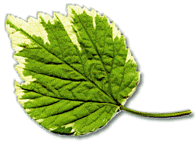 poplar-leaf-clip-art-1419347.png