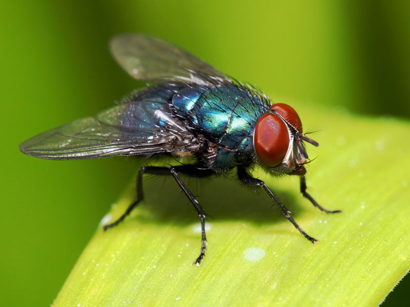 FLIES