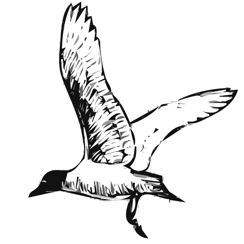 Clipart - Franklins Gull Bird