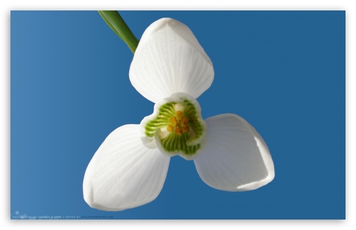 Snowdrop HD desktop wallpaper : Widescreen : High Definition ...