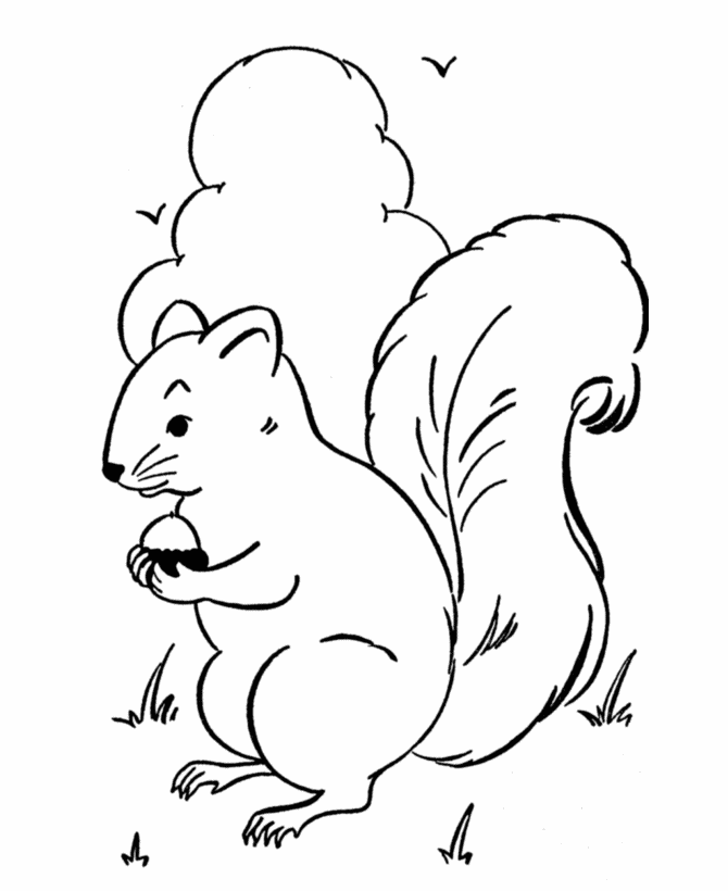 coloring pages animals | Wild Animal Coloring Pages | squirrels ...