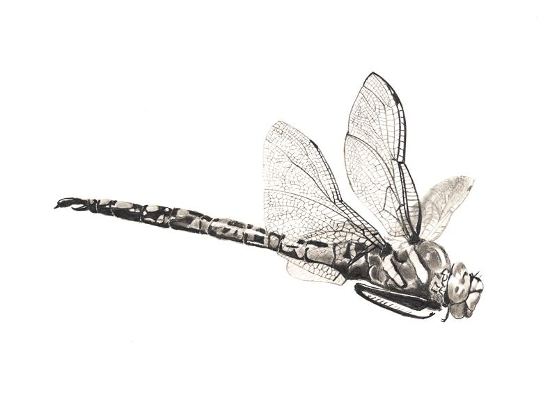 dragonfly in flight - x-post drawing and sketching - WetCanvas