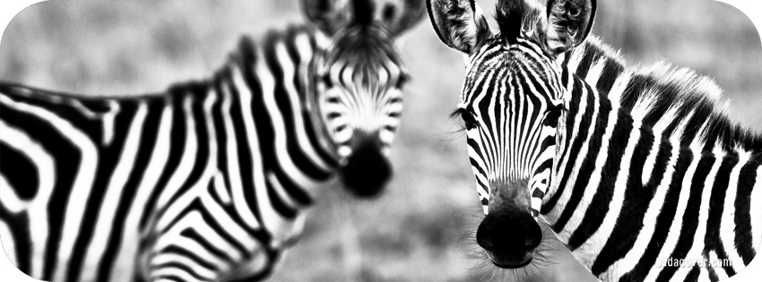 Cute Zebras Facebook Covers, Cute Zebras FB Covers, Cute Zebras ...