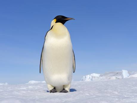 The (very) long march of the emperor penguin - Nature ...