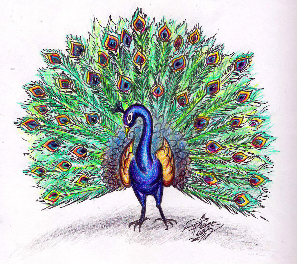DeviantArt: More Like Draw a Peacock colored by Diana-Huang
