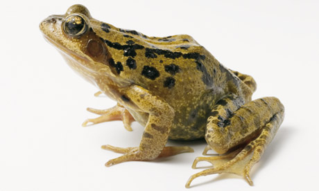 A Nobel prize - but not for levitating frogs | Jon Butterworth ...