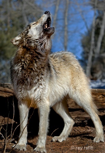 Howl Across America | Howling For Justice