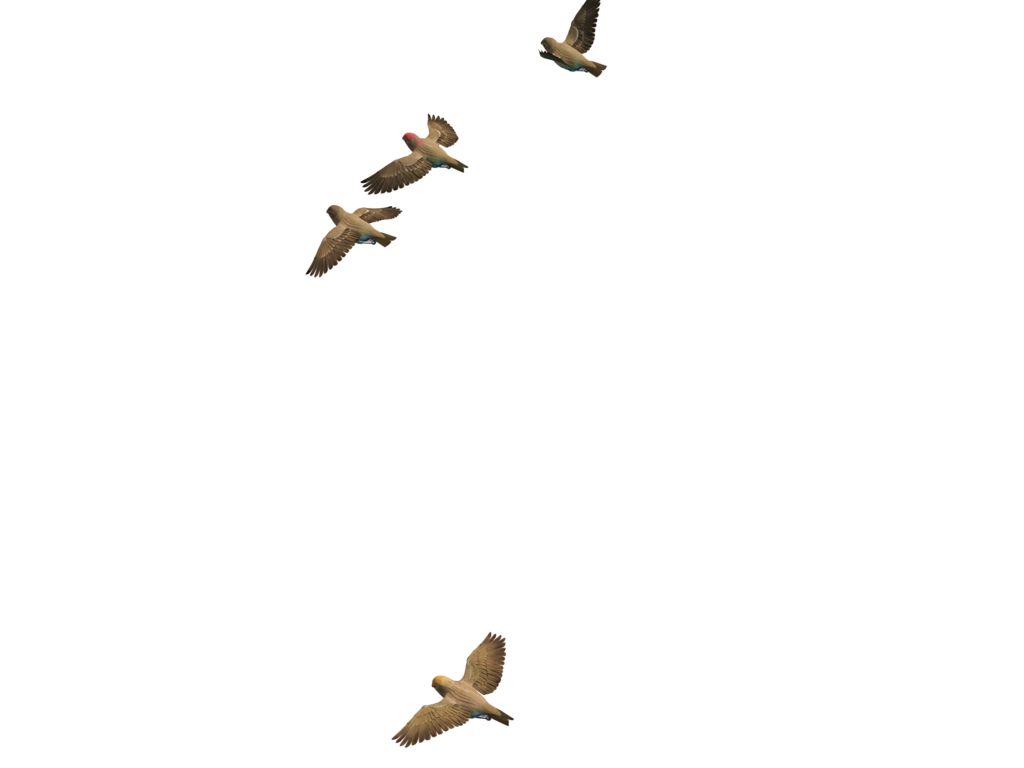Flying Birds 06 PNG Stock by Roys-Art on DeviantArt