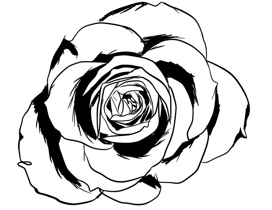 Line Drawing Of A Rose