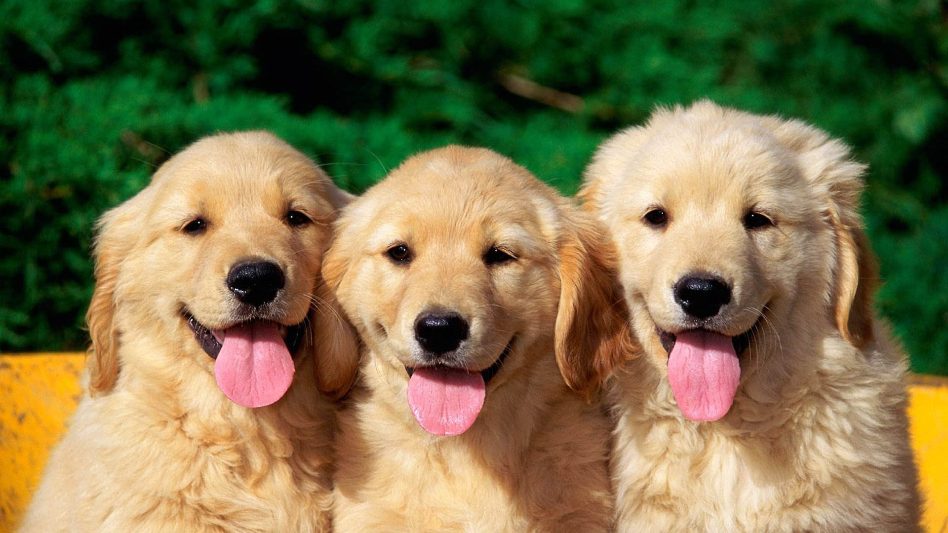The meaning of the dream in which you saw «Dog»