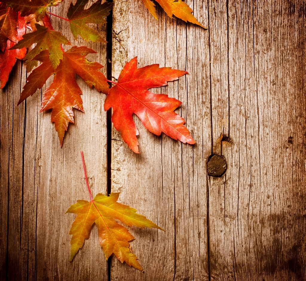 Autumn Leaves | Jackee Holder