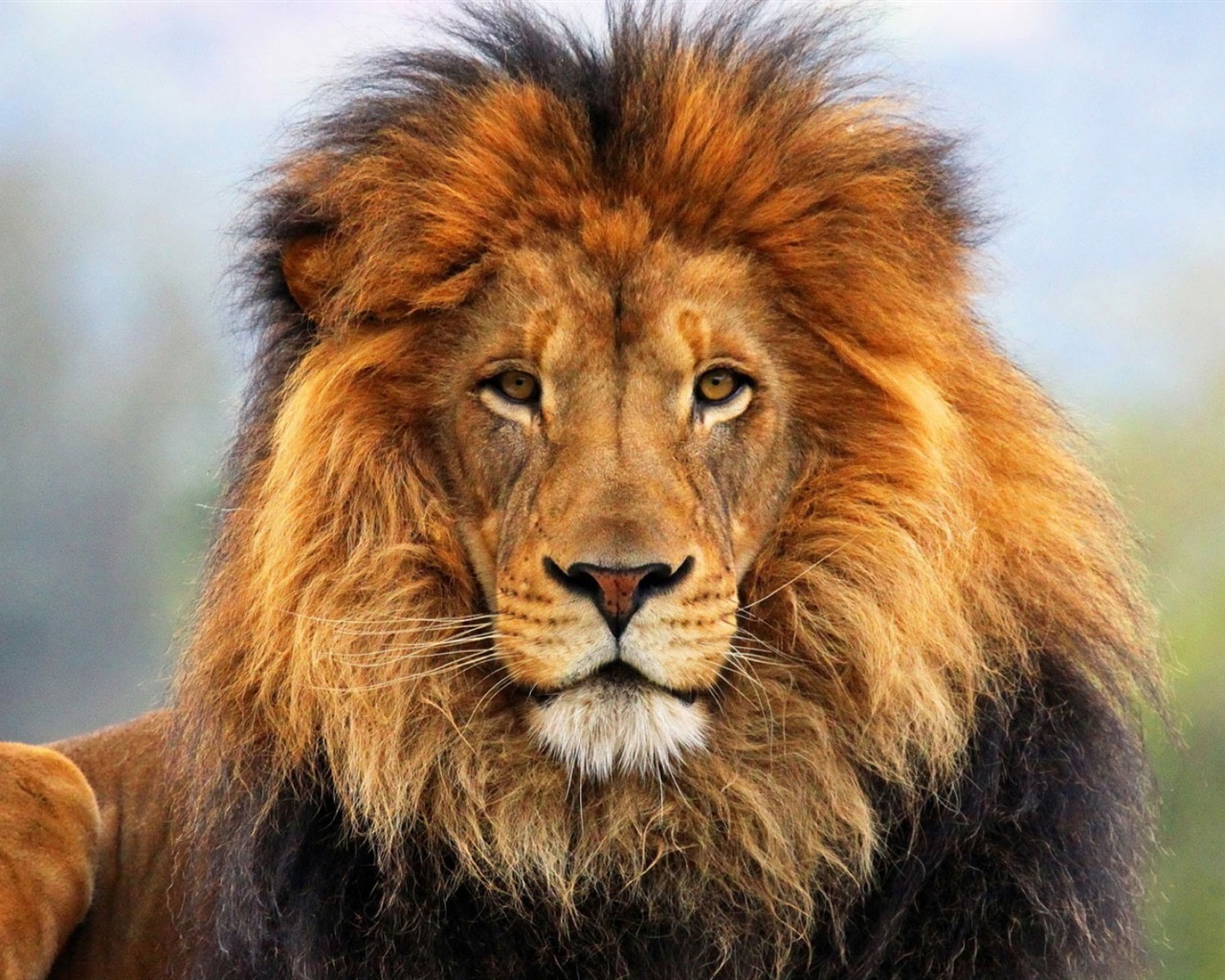 Lion-face-8.jpg | Animal Pictures