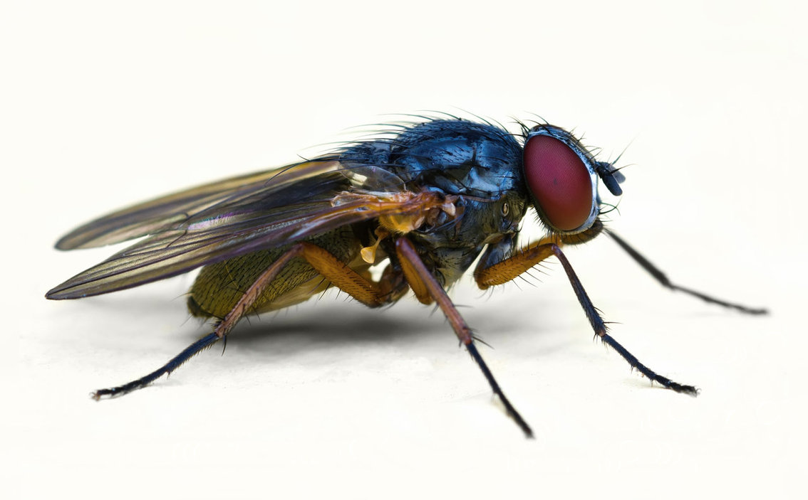 Fly, lateral view by jsz on DeviantArt