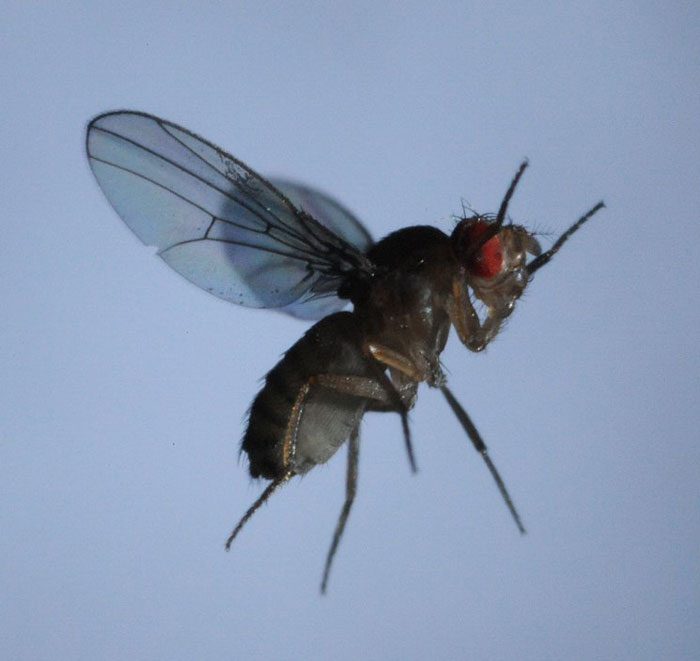 Fruit flies 'swim' through the air - physicsworld.com