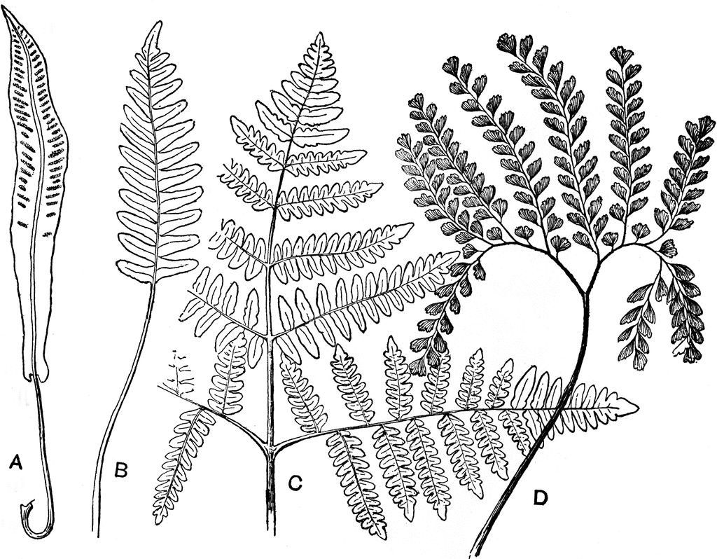 Fern Leaves | ClipArt ETC
